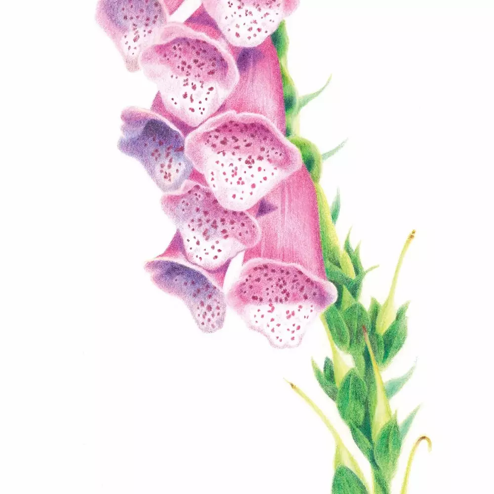 Foxglove Detail